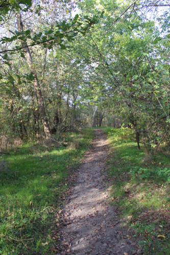 photo, road, nature, ukraine